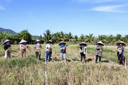 Ninh Hòa: Tỏi được mùa nhưng mất giá