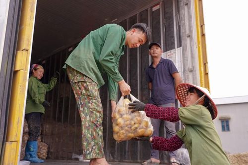 Hợp tác xã Nông lâm nghiệp xã Tú Đoạn: Phát triển từ mô hình liên kết tiêu thụ khoai tây