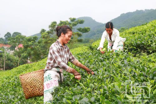 Định Hóa: Hỗ trợ 70% giá giống chè trồng mới và thay thế