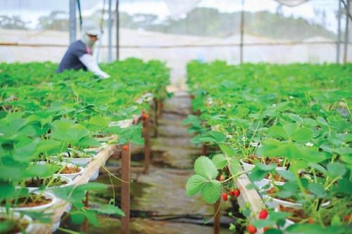 Ra mắt Hướng dẫn chính sách ASEAN về chuyển đổi nông nghiệp sinh thái