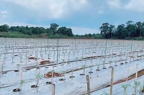 'Xanh hóa' ngành lương thực, thực phẩm để thúc đẩy xuất khẩu