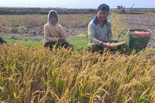Bắc Tây Nguyên: Lúa chết cháy, ruộng đồng nứt nẻ vì hạn hán