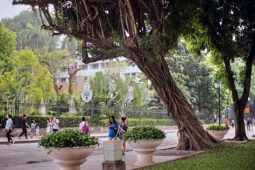 Chuyên gia đề xuất giữ lại cây xanh cổ thụ quý hiếm ở Hồ Gươm
