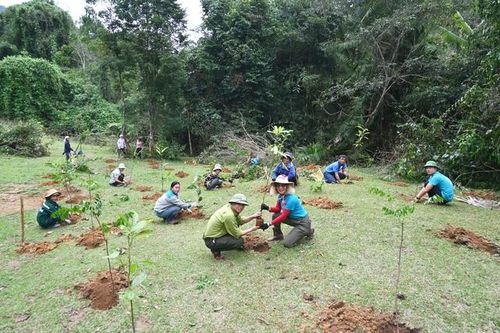 Trồng hơn 40 nghìn cây gỗ lớn tạo môi trường sống cho các loài hoang dã quý hiếm