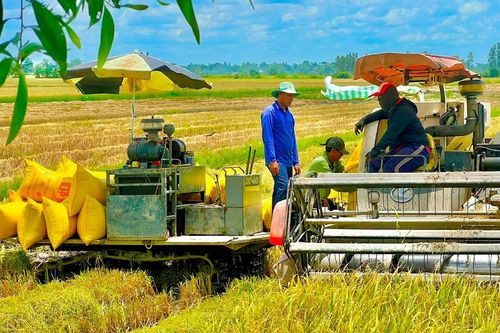 Nông dân bất an vì giá lúa giảm sâu
