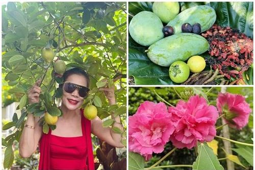 Nhà vườn 'đi mỏi chân' lúc lỉu quả của ca sĩ Mỹ Lệ