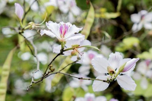 Khi sắc tím Tây Bắc làm say lòng giới trẻ