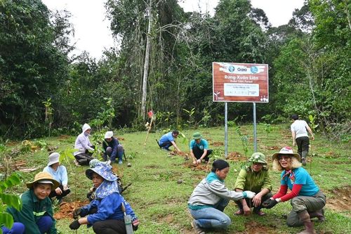 Ngày Thế giới trồng cây và nỗ lực phục hồi rừng Việt Nam