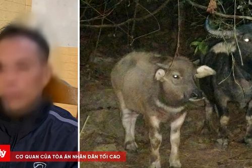 Lái xe tải đi trộm trâu mang về nhà mình