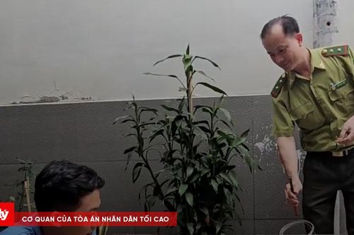Bàn giao chim diều hoa Miến Điện quý cho kiểm lâm