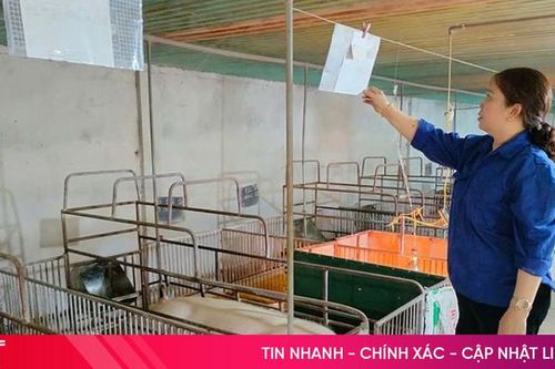 Giá lợn giống tăng cao, người chăn nuôi khó khăn trong tái đàn