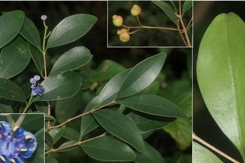 Ninh Thuận: Phát hiện 3 loài thực vật mới tại Vườn Quốc gia Núi Chúa