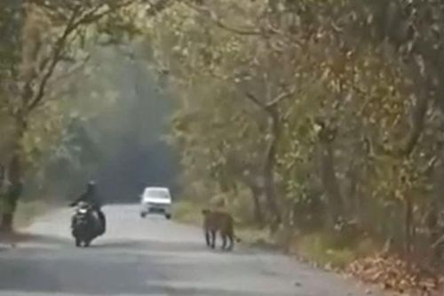 CLIP: Đang di chuyển trên đường bằng xe máy, cặp đôi bị hổ 'chặn đường' và cái kết khiến người xem 'thót tim'