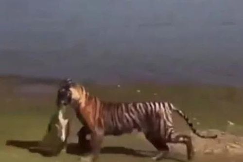 CLIP: Hổ phi thân xuống nước, tóm gọn rùa trong tích tắc
