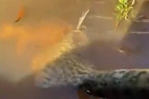 CLIP: Tham lam nuốt cá 'khủng', trăn Anaconda và con mồi 'rủ nhau' đồng quy vu tận