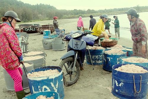Ngư dân săn ''lộc biển' ven bờ