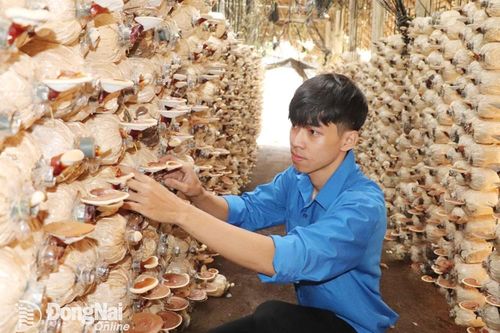 Khởi nghiệp làm giàu tại quê nhà