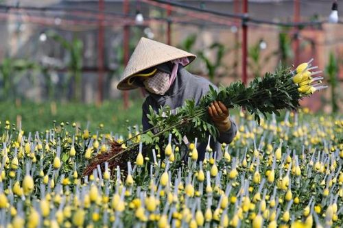 Nhiều loại rau, hoa giảm giá mạnh