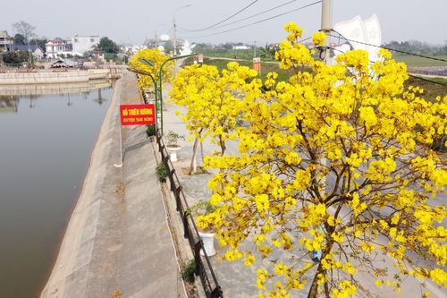 Rực rỡ sắc vàng hoa phong linh trên phố