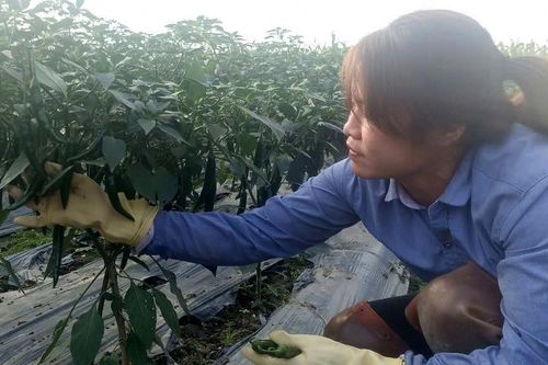 Thả mồi, bắt bóng!