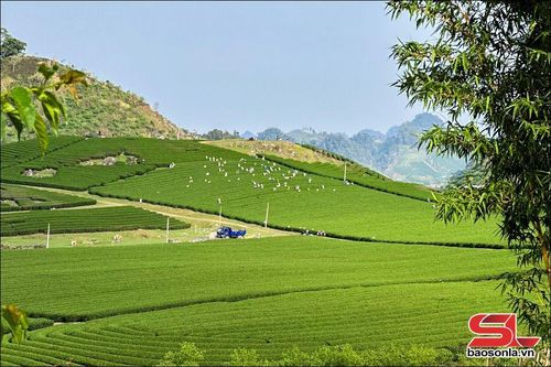 Về lại Mộc Châu xanh