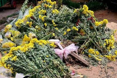Rau hoa Đà Lạt lao dốc, nhiều nhà vườn đổ bỏ