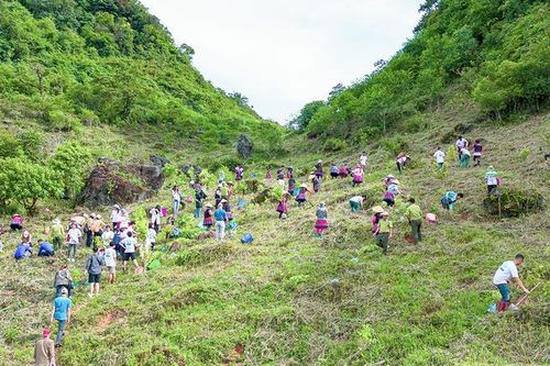 Ngày Quốc tế rừng 21/3: Chung tay góp lá vá rừng