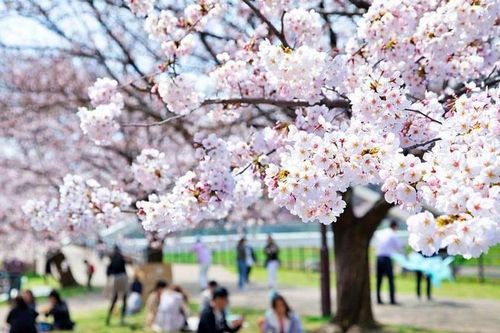 Du lịch Nhật Bản: Cơn sốt ngắm hoa anh đào hứa hẹn thu hút số du khách kỷ lục
