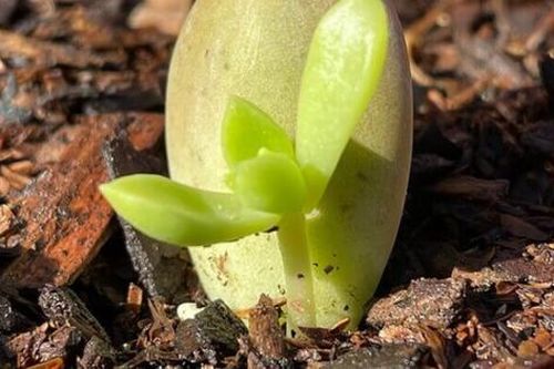 Top những cách nhân giống sen đá đơn giản, đảm bảo cây con phát triển nhanh phủ kín không gian sống