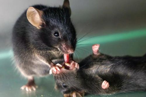 Các nhà khoa học đã rất ngạc nhiên khi phát hiện ra rằng những con chuột cố gắng thực hiện 'sơ cứu' và cố gắng hồi sinh người bạn đồng hành bất tỉnh của chúng