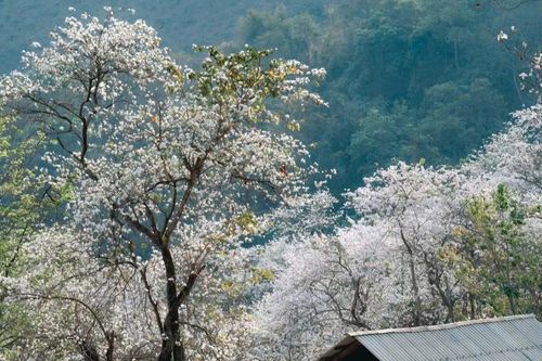 Rừng ban cổ Nặm Cứm - Tuyệt tác trắng trời giữa đại ngàn Tây Bắc