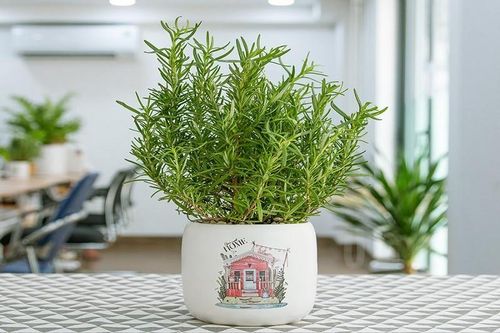 Lợi ích bất ngờ của cây hương thảo, nhiều người không biết