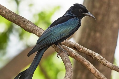 Tận mục 'quái chim' chuyên nhại tiếng kêu, săn mồi cực đỉnh