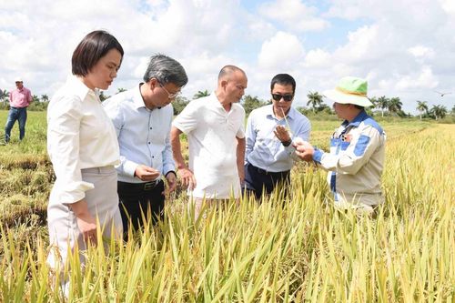 Vươn mầm hạt giống hữu nghị Việt Nam-Cuba