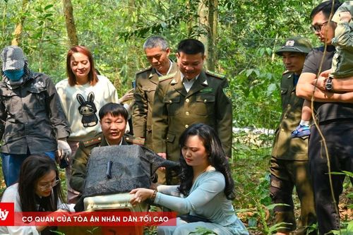Thả 10 cá thể gà lôi trắng quý hiếm về tự nhiên