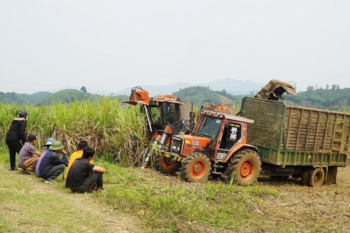 Nghệ An: Mía già đồng, không được thu mua kịp thời