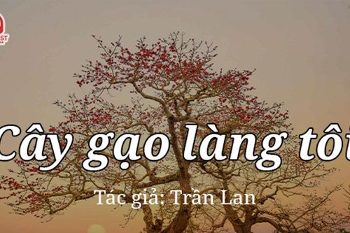 Tản văn hay: Cây gạo làng tôi