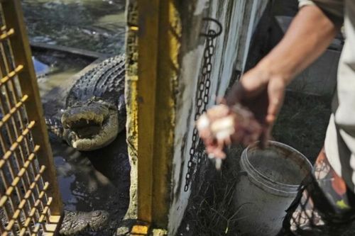 Nỗi ám ảnh chết chóc mang tên cá sấu ở Indonesia