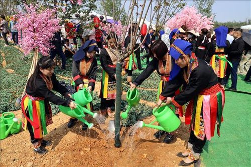 Đặc sắc lễ hội hoa anh đào tại Quảng Ninh