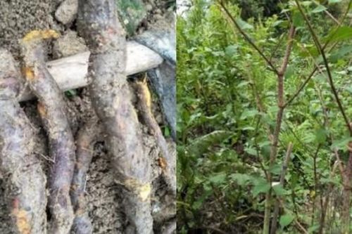 Lên núi săn loại 'vàng' vừa ăn được, vừa bán được, giá hơn 200.000đ/kg
