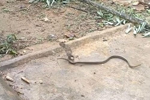 CLIP: Đối đầu với chuột, rắn sọc dưa từ kẻ săn mồi biến thành con mồi