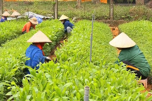 Trồng rừng, trồng cây đầu năm ở Lang Chánh