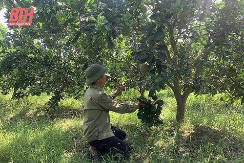 Đẩy mạnh tích tụ, tập trung đất đai
