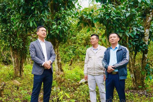 Đẩy nhanh tiến độ xây dựng nhà xưởng, lắp đặt máy chế biến chè tại bản Thèn Pả