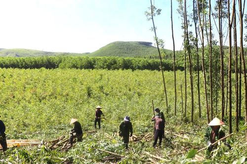 Mưu sinh trên những cánh rừng