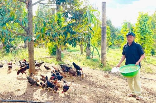 Cải thiện thu nhập nhờ sản xuất nông nghiệp tuần hoàn