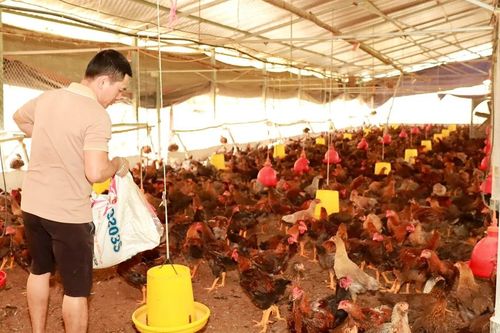Giá gà thấp kỷ lục, người chăn nuôi 'gồng mình' gánh lỗ