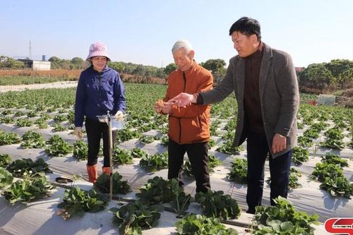 Mai Sơn xây dựng nông thôn mới nâng cao