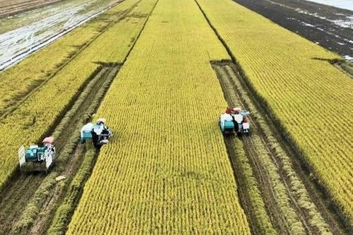 Hướng tới sản xuất lúa giảm phát thải