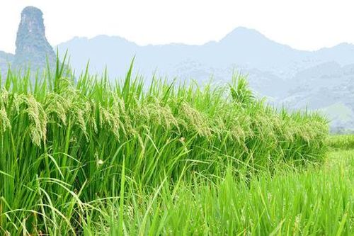 Nhân rộng các dự án xanh, mang lại giá trị kinh tế cao